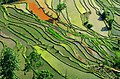 Subsistent Farming Southern China.jpg