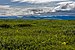 View south across tundra to Engigstciak and British Mountains, Ivvavik National Park, YT.jpg