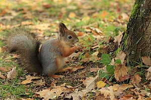 Squirrel in Seurasaari autumn.JPG