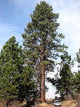 Pinus ponderosa Romanian (ro)