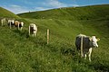 Cattle and a White Horse - geograph.org.uk - 1370705.jpg