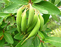 Embothrium coccineum, pods (8674343664).jpg