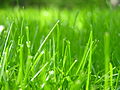 Grass closeup.JPG