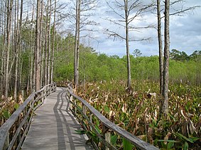 Audubon Society Corkscrew Swamp Sanctuary.jpg