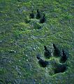 Canis lupus tracks.jpg