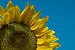 Sunflower with ladybug.jpg