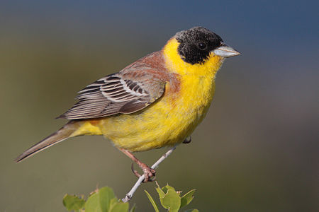 A black headed bunting