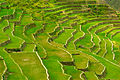 Batad Rice Terraces.jpg