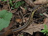 Eastern ribbon snake (upper body).jpg