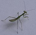 Miomantis caffra nymph, 2nd instar
