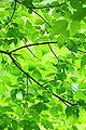 Verde Green Leaves and Branches (4685984443).jpg