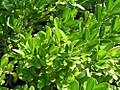 Buxus harlandii 1zz.jpg