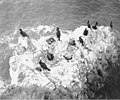 Cormorants nesting on Carroll Island, June 1907 (WASTATE 1384).jpeg