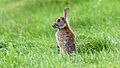 Rabbit (Oryctolagus cuniculus) (7).jpg