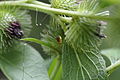 モエギザトウムシ (Leiobunum japonicum ssp. japonicum) (15300516100).jpg