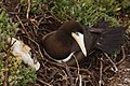 Atobá (Sula leucogaster) nãe e filhote expulso do ninho nas ilhas Moleques do Sul, sul do Brasil.jpg