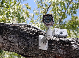 CCTV in tree.JPG