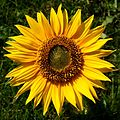 Sonnenblume Helianthus 1.JPG