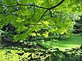 Vue du jardin sous l'arbre.JPG