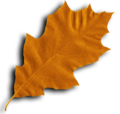 Quercus leaf scanned.png