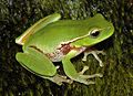 Litoria phyllochroa.JPG