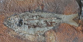 Fossil Actinopterygii fish