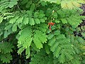 HK 北角海濱花園 North Point Promenade 糖水道 Tong Shui Road Harbour North plants Dec 2018 SSG 04.jpg