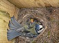 Blind young Blue tit and Adult bird.jpg