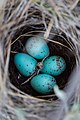 Brewer's sparrow nest and eggs (53423354-6235-4cd4-b92d-75214b214bf4).jpg