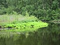 Metsäjärvi (Kultarannanjärvi), Naantali, 18.7.2010 (3).JPG