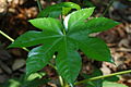 Fatsia Japonica Leaf.JPG