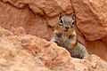 Golden-Mantled Ground Squirrel - Bryce Canyon National Park.jpg