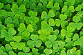 Green leaves 34734.jpg