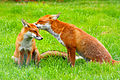 Red Fox (Vulpes vulpes) -British Wildlife Centre-8.jpg