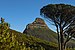 Fynbos, Lion's Head and trees from Table Mountain trail.jpg