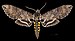 Manduca diffissa petuniae MHNT CUT 2010 461 - Itatiayan Brazil - Male dorsal.jpg