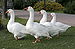 Four white goose.JPG