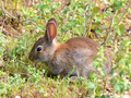 Oryctolagus cuniculus 00002.png