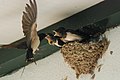 Swallows in nest 3.jpg