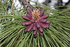 Pinus ponderosa 4755.JPG
