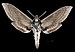 Sphinx perelegans MHNT Cut 2010 0 474 - Gold run placer Co. California - female ventral.jpg