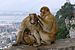 Gibraltar Barbary Macaques BW 2015-10-26 14-07-28.jpg