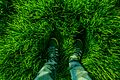 From where you stand green grass feet svln4821.jpg