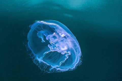 Moon jellyfish in Rågårdsdal, Sweden.