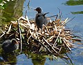 Blesshuhn-Nest mit Küken im Naturschutzgebiet Schlosspark von Schloss Augustusburg Brühl im Schlossgraben.jpg