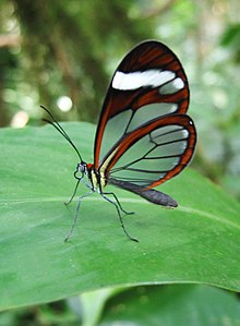 A glasswing butterfly in the forest to the west of Santa Fé (Veraguas Province), Panamá