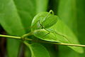 Green bush-cricket Camouflage.jpg