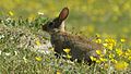 Rabbit (Oryctolagus cuniculus) (2).jpg