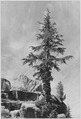 "An Unnamed peak, Kings River Canyon (Proposed as a national park)," California, 1936. (vertical orientation, ca. 1936 - NARA - 519922.tif