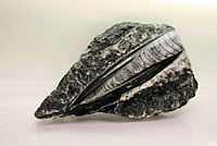 Silurian Orthoceras Fossil Macro 2.JPG